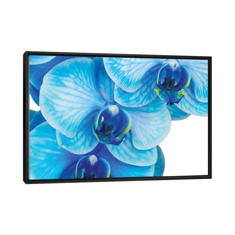 Blue Orchid II by Glauco Meneghelli - Floater Frame Print on Canvas, Black Floater Frame, 66.04 cm H x 45.72 cm W