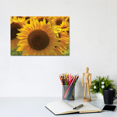 Sunflower Array 1 Piece Wrapped Canvas Wall Art