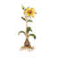 Lily Objet