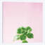 « succulent simplicité on rose v », reproduction d’impression sur toile-31294307-73216946-73216939