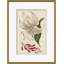 Curtis's Botanicals Giclee Print