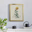 Traditional Botanical III - toile encadrée de qualité supérieure - prête à être accrochée