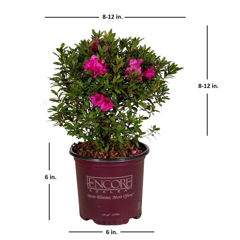 1 Gallon Autumn Jewel Encore Azalea - Pink Blooming Azalea with Petite Flowers