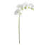 28-Inch Phalaenopsis Orchid Stem-966456598