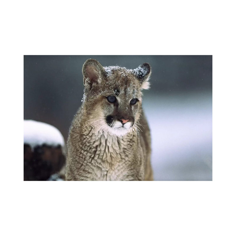 Mountain Lion Cub In Snow, Montana by Tim Fitzharris - Wrapped Canvas Print, 66.04 cm H x 45.72 cm W x 1.91 cm D