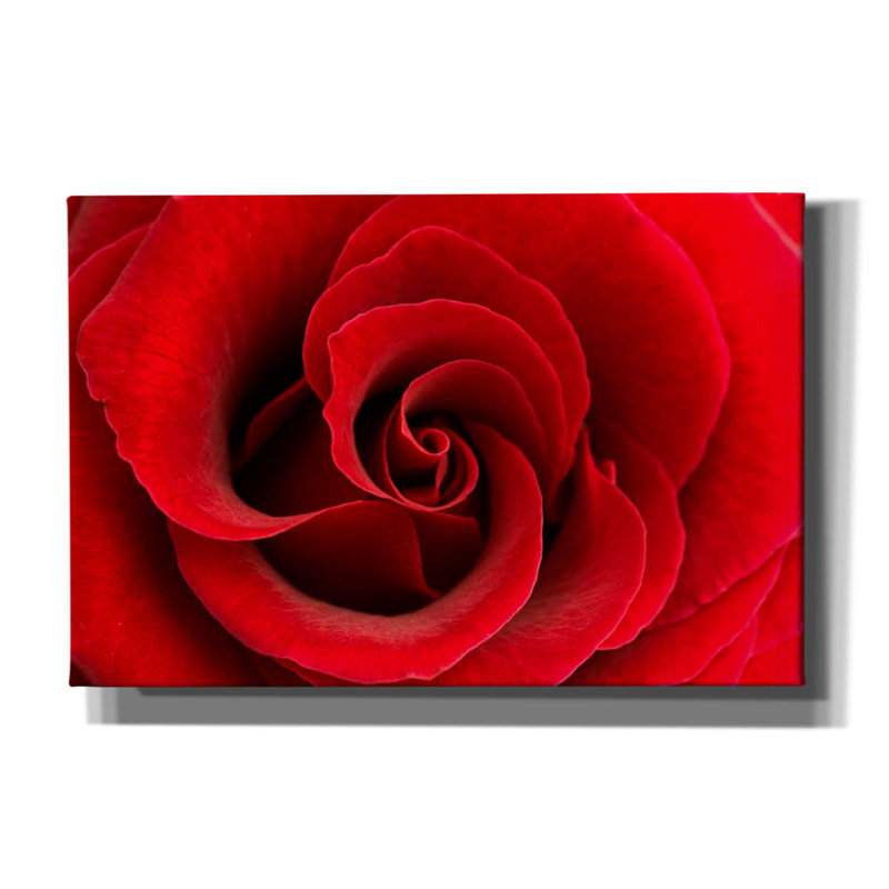 Red Rose 03 par Tom Quartermaine, H 12 po x l 18 po