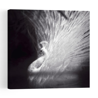 Elegant White Peacock Dramatic Elegant Contemporary Bird Nature Portrait Wall Art Print 1 Piece Wrapped Canvas Wall Art
