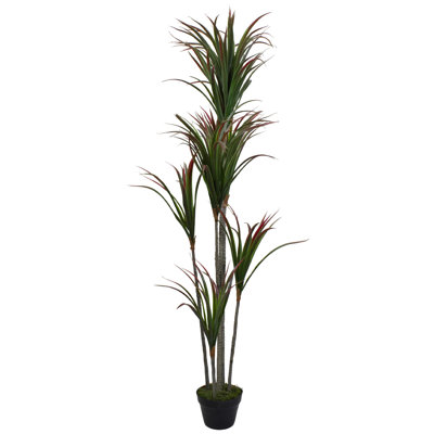 Plante verte 5,5 'Dracaena Marginata
