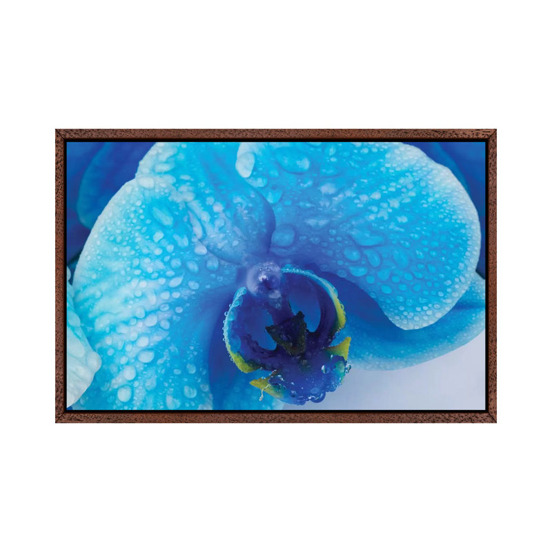 Blue Orchid III by Glauco Meneghelli - Print on Canvas, Brown Floater Frame, 101.6 cm H x 66.04 cm W