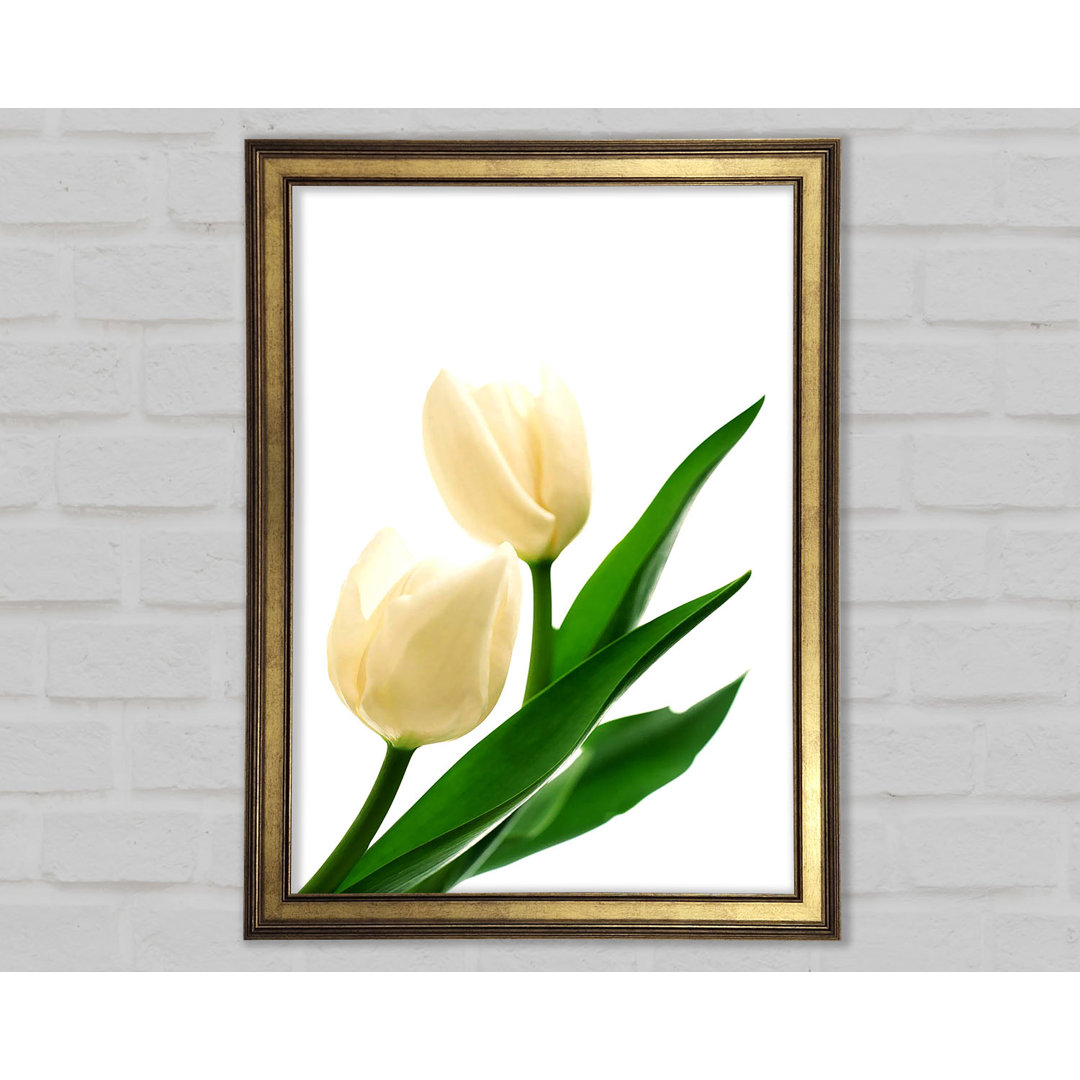 Glasbild White Tulips