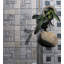 Landscape Wonder 2 in. x 4 in. Grid Stone Tile-36947693