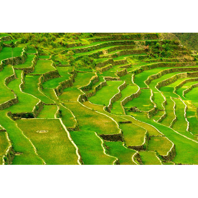 " Rice Terraces " by Hans Harms