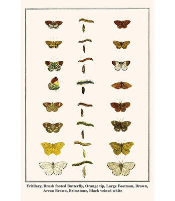 " Fritillary Brush Footed Butterfly Orange Tip Large Footman Brown Arran Brown Brimstone Black Veined White " by Albertus Seba