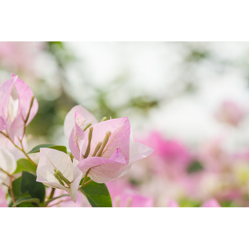Bougainvillea Flowers by Thatreec - Wrapped Canvas Print, 30cm H x 46cm W