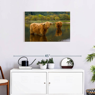 Brampt Bathing Highland Cow
