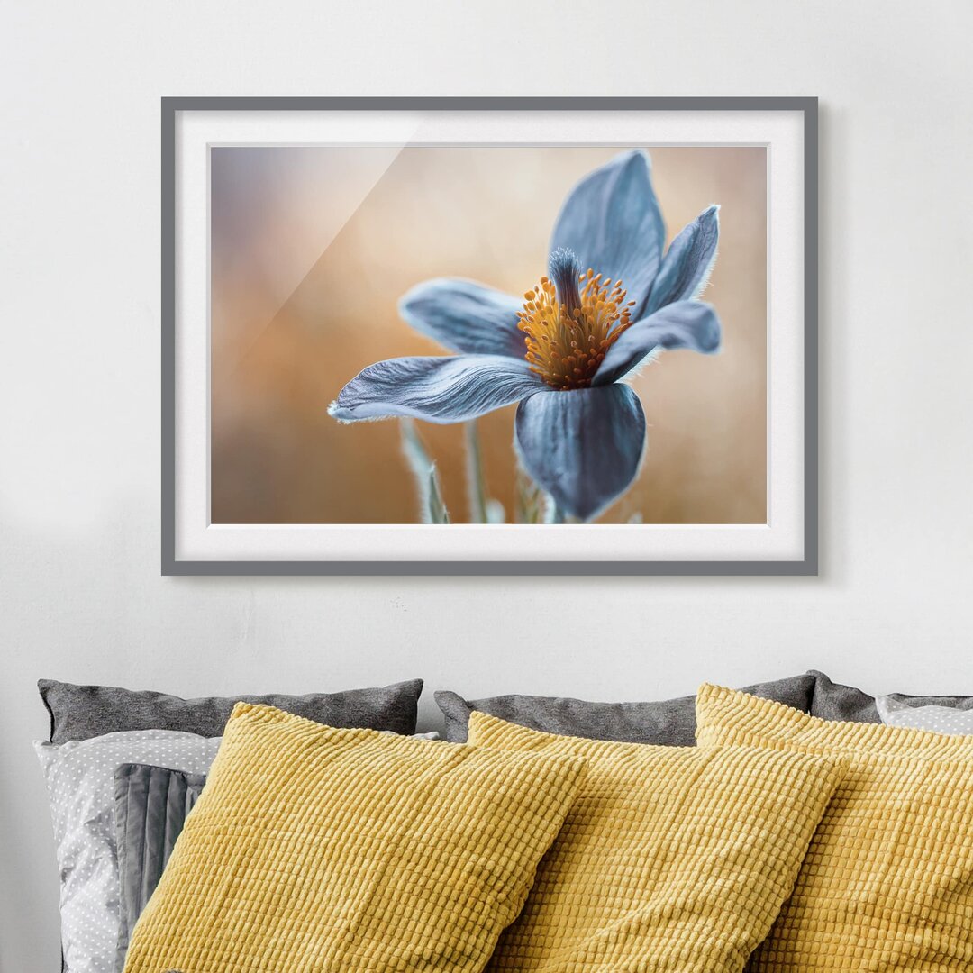 Gerahmter Grafikdruck Blue Pasque Flower