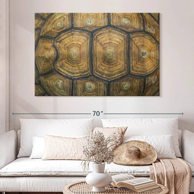 Brampt Giant Tortoise Shell
