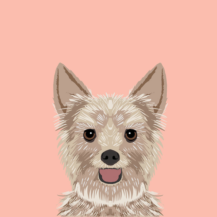 Yorkshire terrier, impression sur toile tendue, H 12 po x l 12 po x P 1,5 po, Toile tendue, Pas de tapis