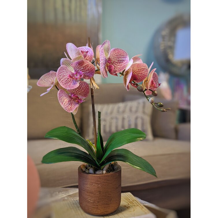 Pink Phalaenopsis Orchids Floral Arrangement in Large Gold Planter