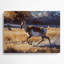 Faune sauvage-776911610