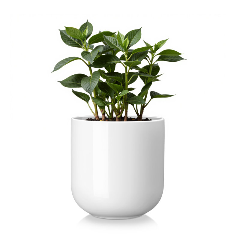 HDHPOT Ceramic Pot Planter