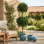 Boxwood Ball Topiary