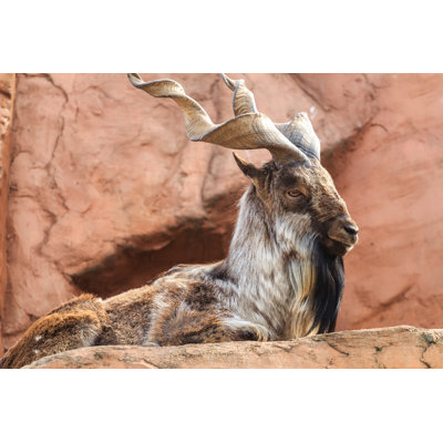 " Male Markhor " by Nkarol