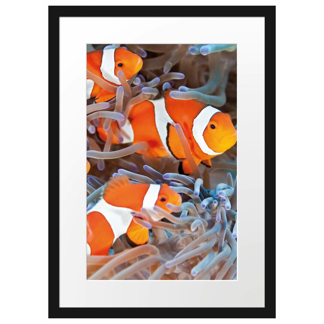 Gerahmtes Poster Clown Fische in Anemone