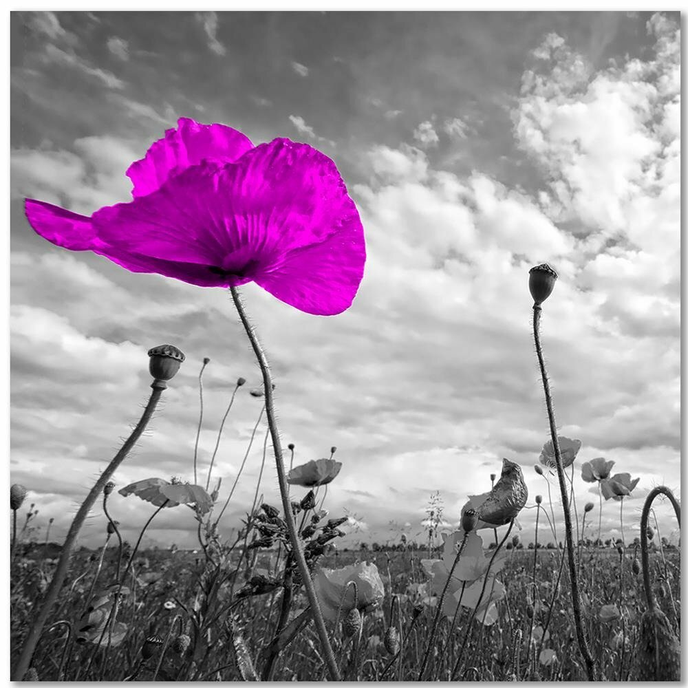 Leinwandbild Purple Poppy