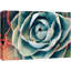 "Cactus succulent vert rouge à motif bicolore" sur toile-99542950