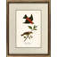 Scarlet Tanger Print