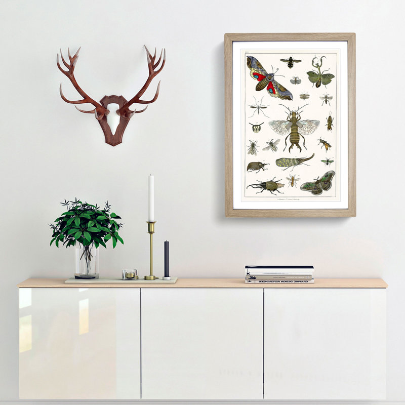 Various Insects by Oliver Goldsmith - Picture Frame Painting Print, 48cm H x 36cm W x 2cm D, Oak Framed