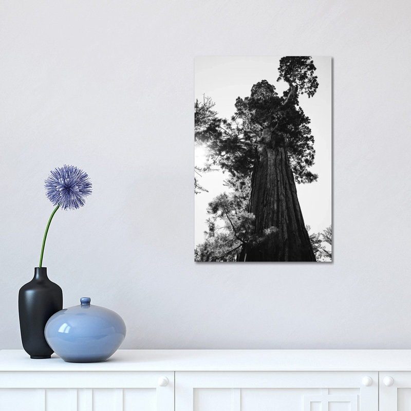 Sequoia National Park IX by Bethany Young - Print on Canvas, Wrapped Canvas, 30.48 cm H x 45.72 cm W