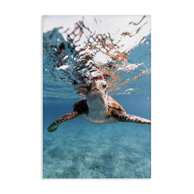 «Hello Sea Turtle Splash», art mural par Max Blakesberg Studios