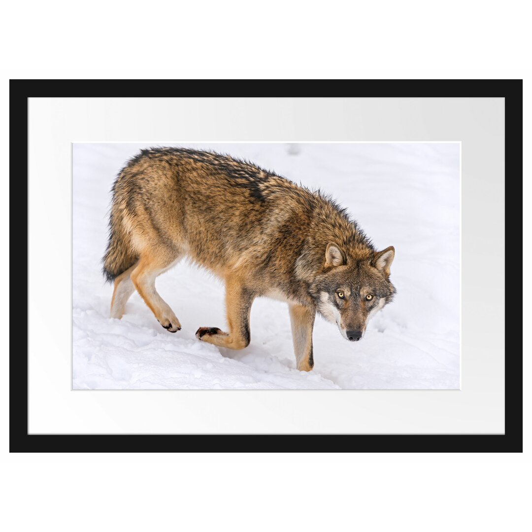 Gerahmtes Poster Seltener Wolf im Schnee