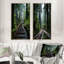 «USA Jedediah Smith Redwoods Forest», 2 pièces-176636582-176636585