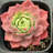 MistFoliage Meng Lu Succulent - Live Potted Echeveria Succulent, Rosette Pink-Green Leaves, Indoor Plant