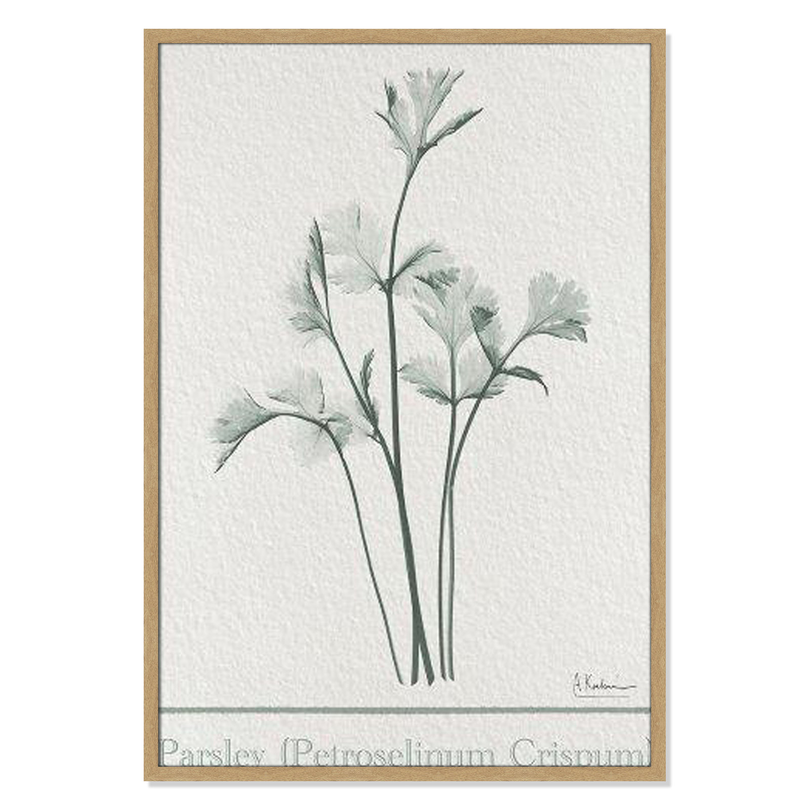 Jeanette "Parsley II" Print by Albert Koetsier, 41.5" H x 29.5" W x 1.25" D, Natural Framed Paper