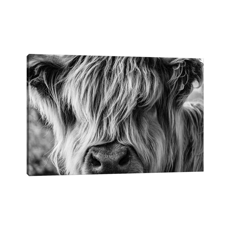 A Very Long-Haired Cow Looks Through Its Hair by Charlietyack - Print on Canvas, 45.72cm H x 66.04cm W x 3.81cm D