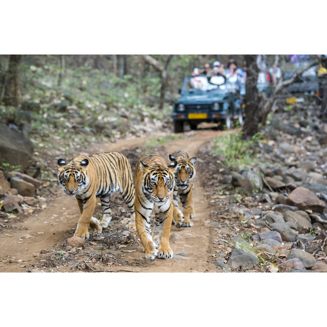 Drei bengalische Tiger von Guenterguni - Kunstdrucke