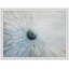 Full Bloom 1 Framed Print Canvas-1030422978