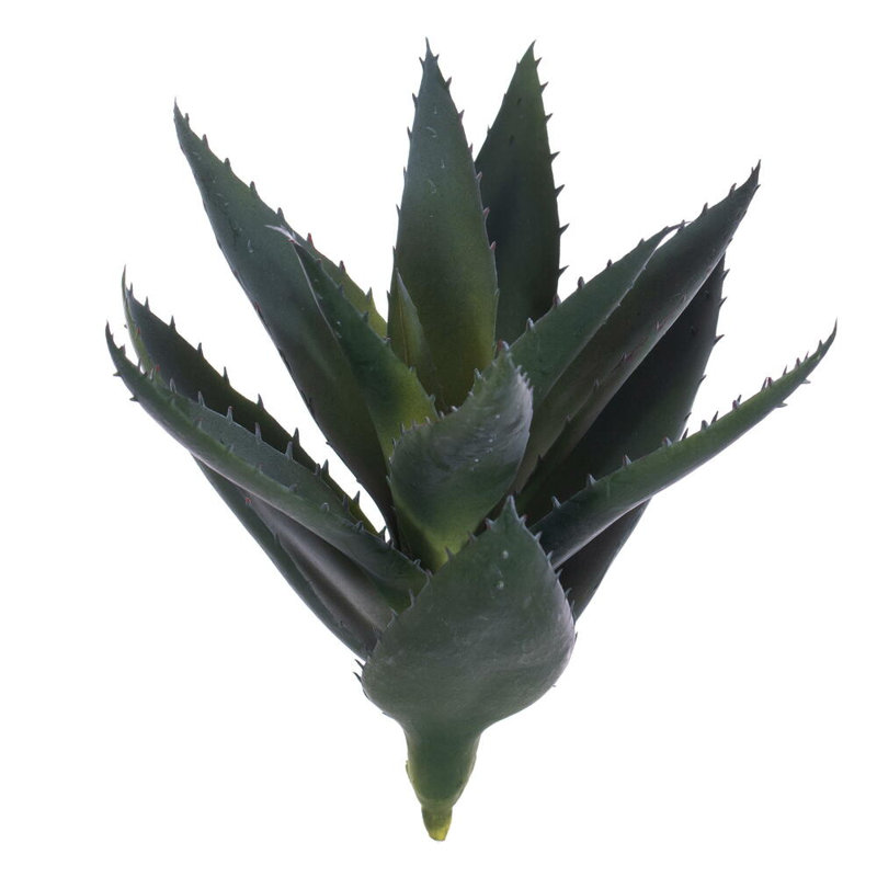 11.5 Plante