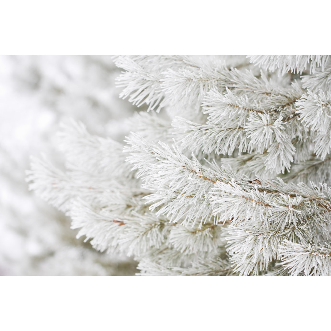 Frostbedeckter Tannenbaum von Skhoward - Kunstdrucke auf Leinwand ohne Rahmen