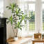 Faux Plant-2143649687