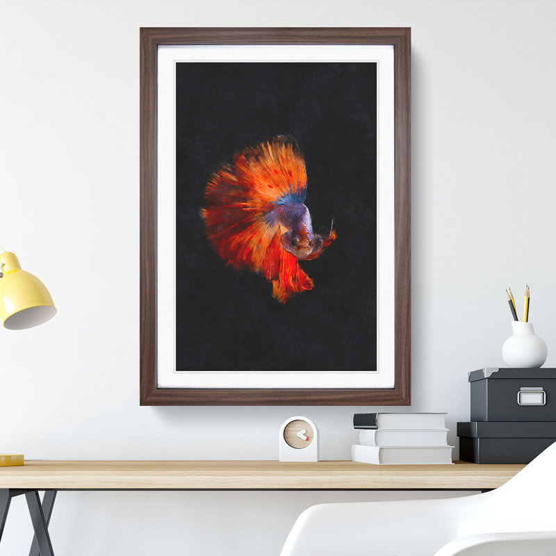 The Siamese Fighting Fish - Framed Print, 48cm H x 36cm W x 2cm D, Walnut Framed