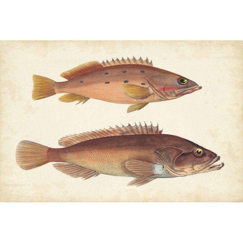Antique Fish Species I - Painting Print, 81cm H x 122cm W, Black Floater Frame