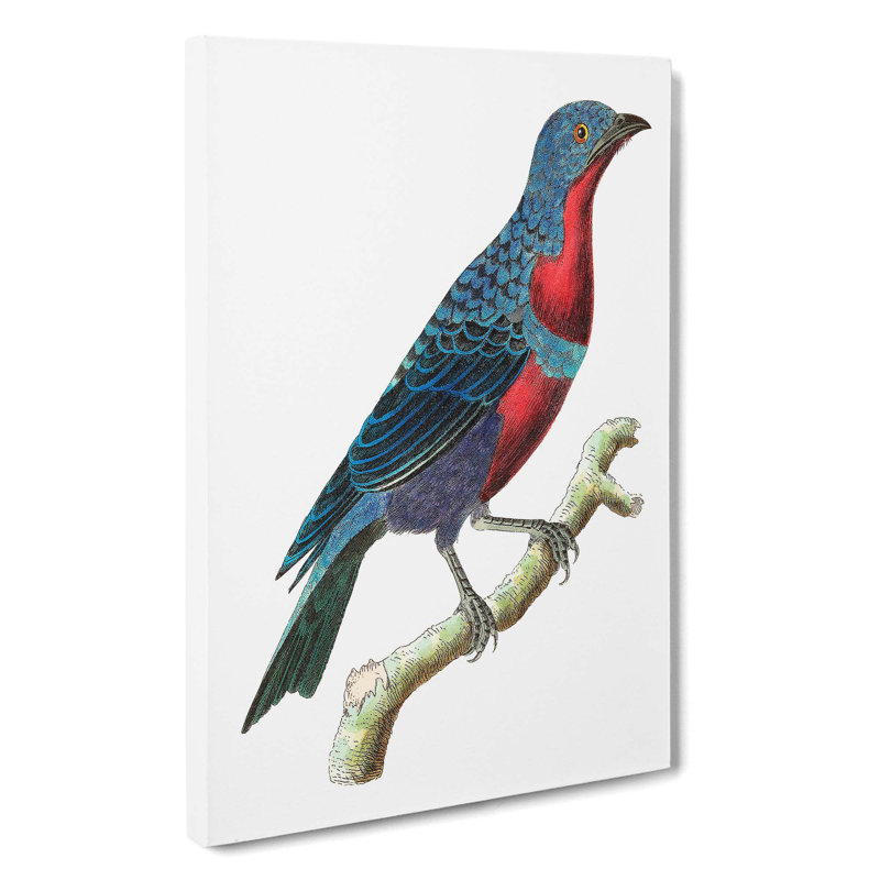 Purple-Breasted Chatterer Bird by George Shaw - Wrapped Canvas, 60cm H x 40cm W x 3cm D