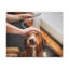 «Cute Tolling Retriever Bath», art mural