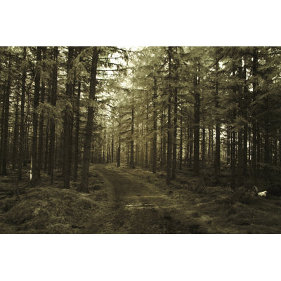 " Pinetree Forest "