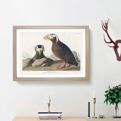 Tufted Puffin Bird by John James Audubon - Picture Frame Painting Print on MDF